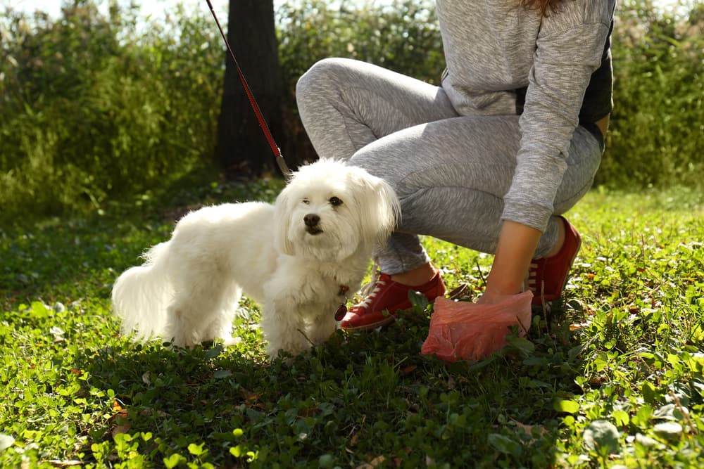 Woman picking up dog poop