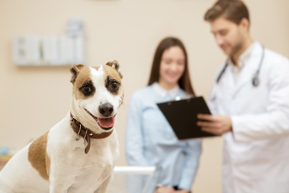 Dog with owner at the vet talking