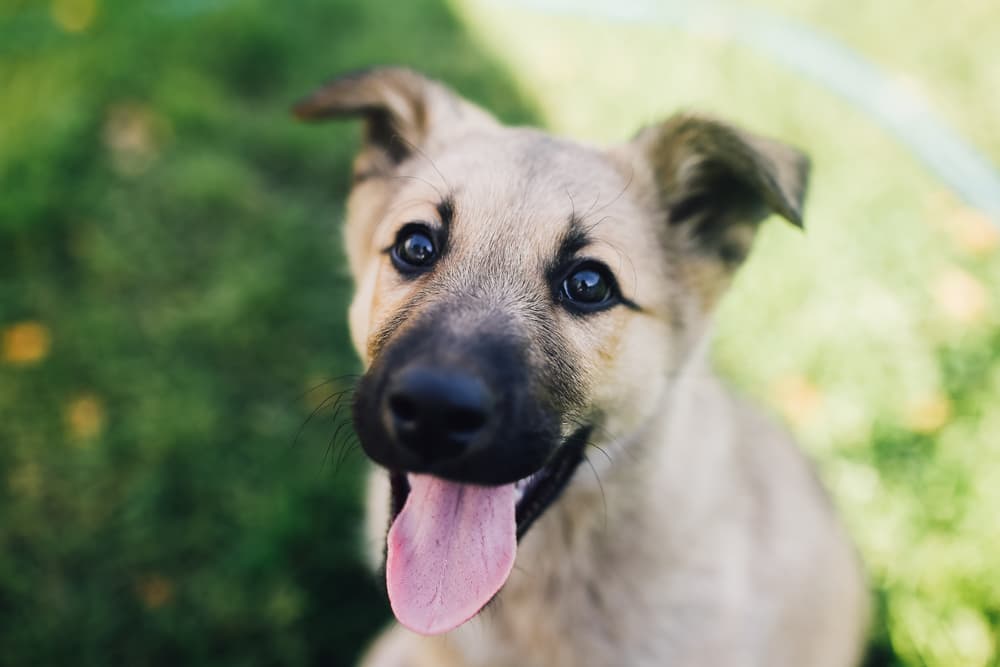 Healthy puppy looking up to owner outdoors