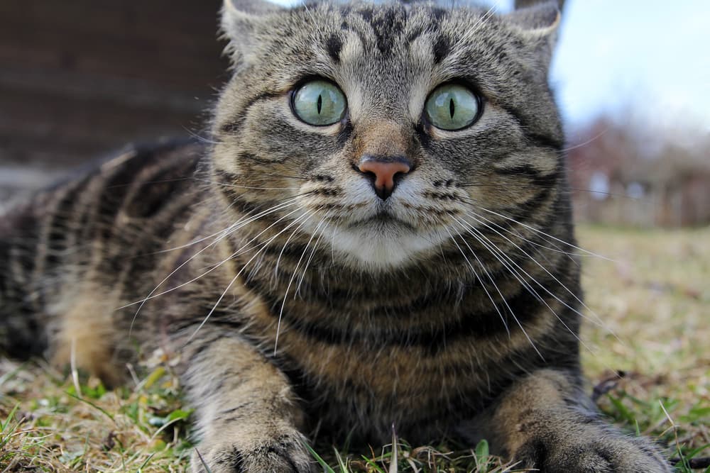 Cat laying down with scared wide eyes