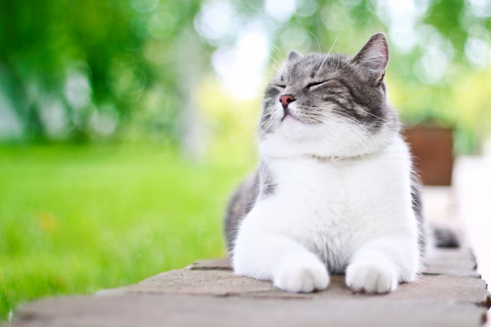 Happy cat laying outdoors