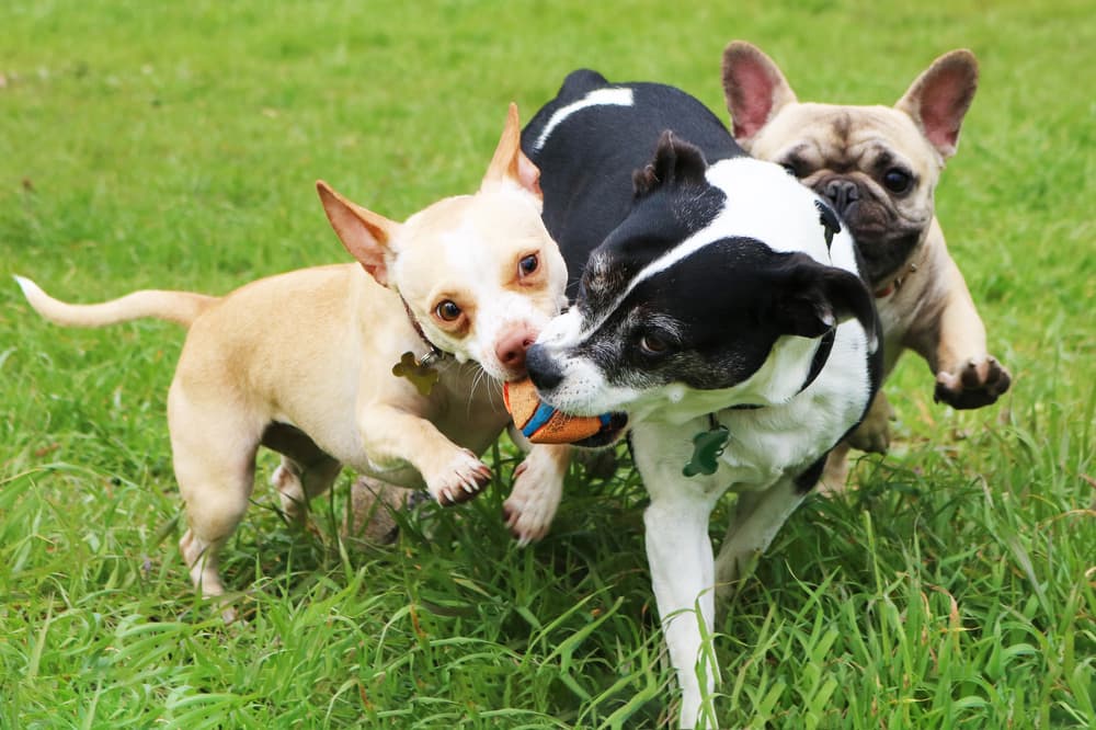 dogs playing together outside