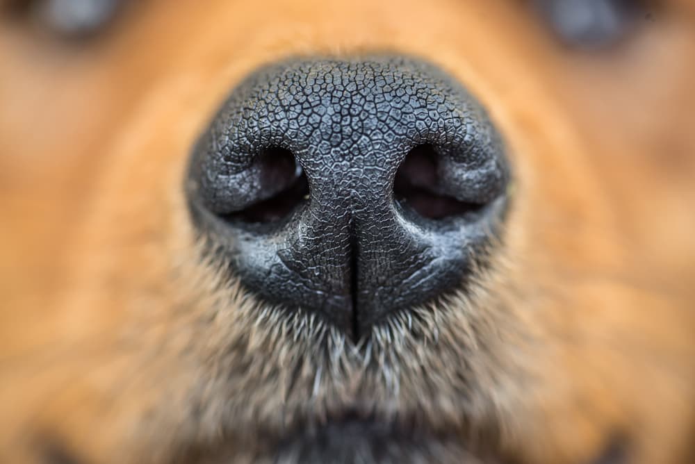 close up of dog's nose