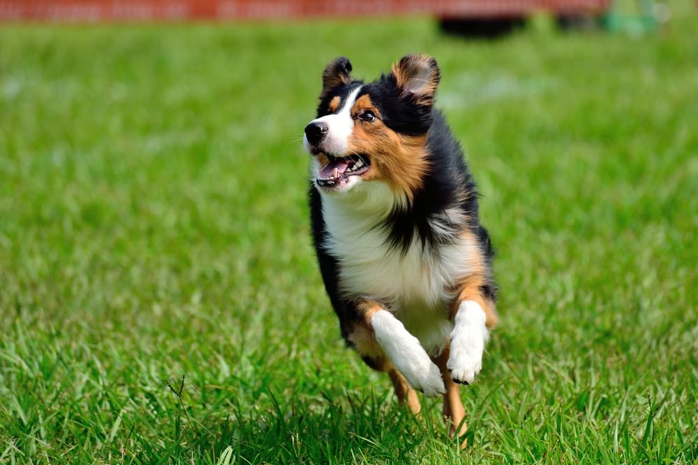 Border Collie