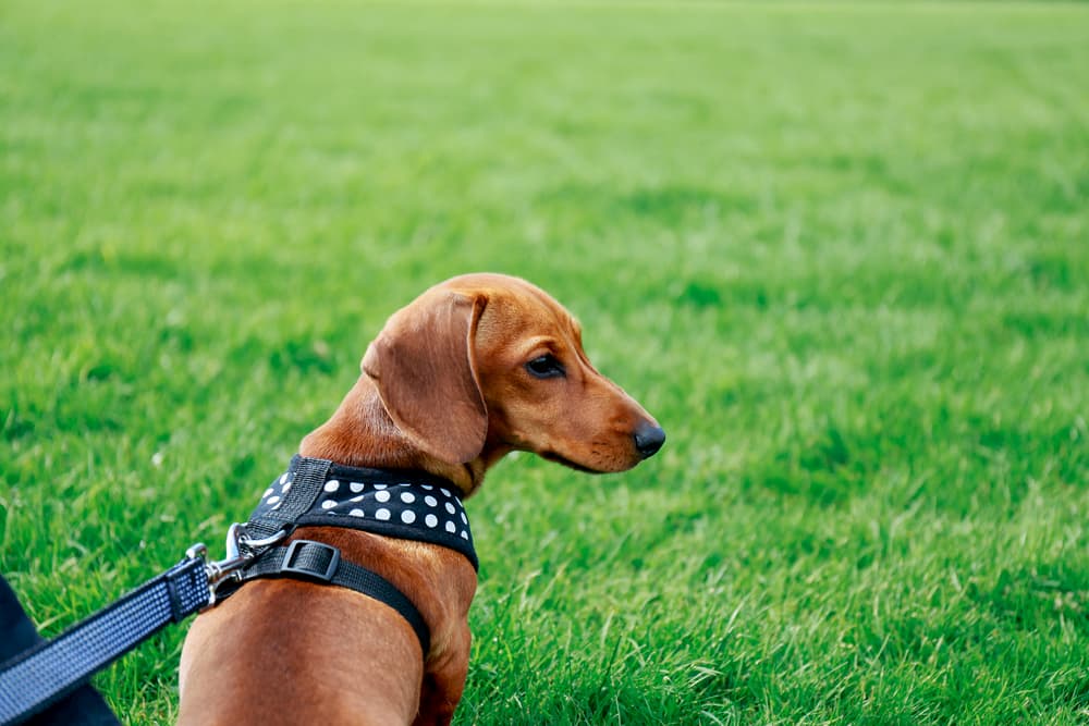 Harness on a small puppy