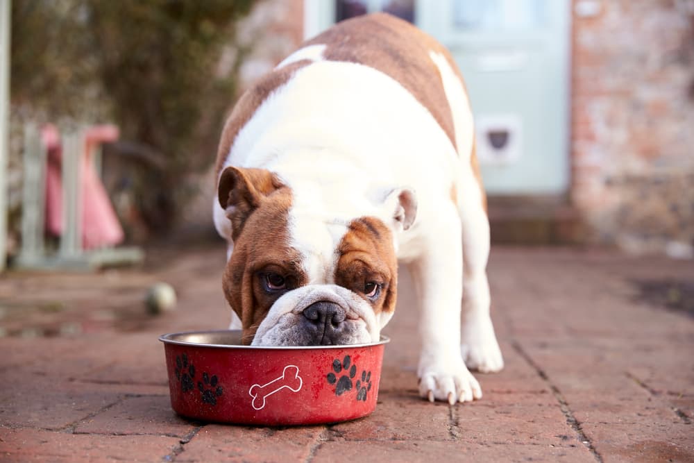 Dog eating from dog bowl