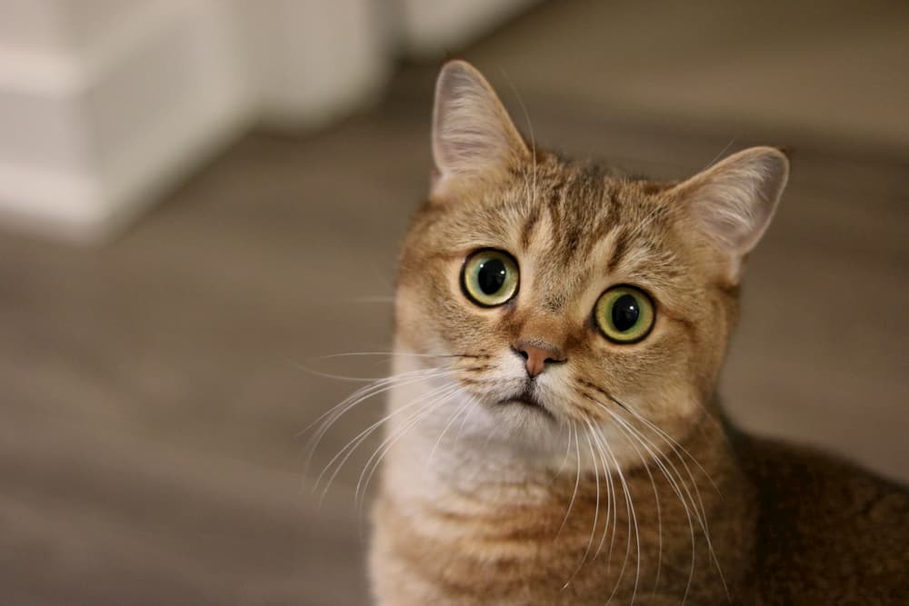 Cat looking up to camera sad