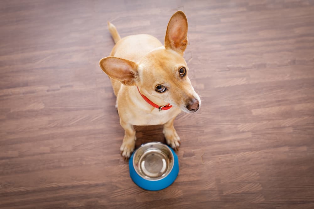 Dog at an empty food bowl looking confused