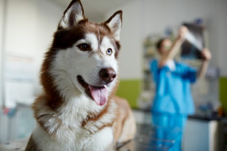 Husky at the veterinarian