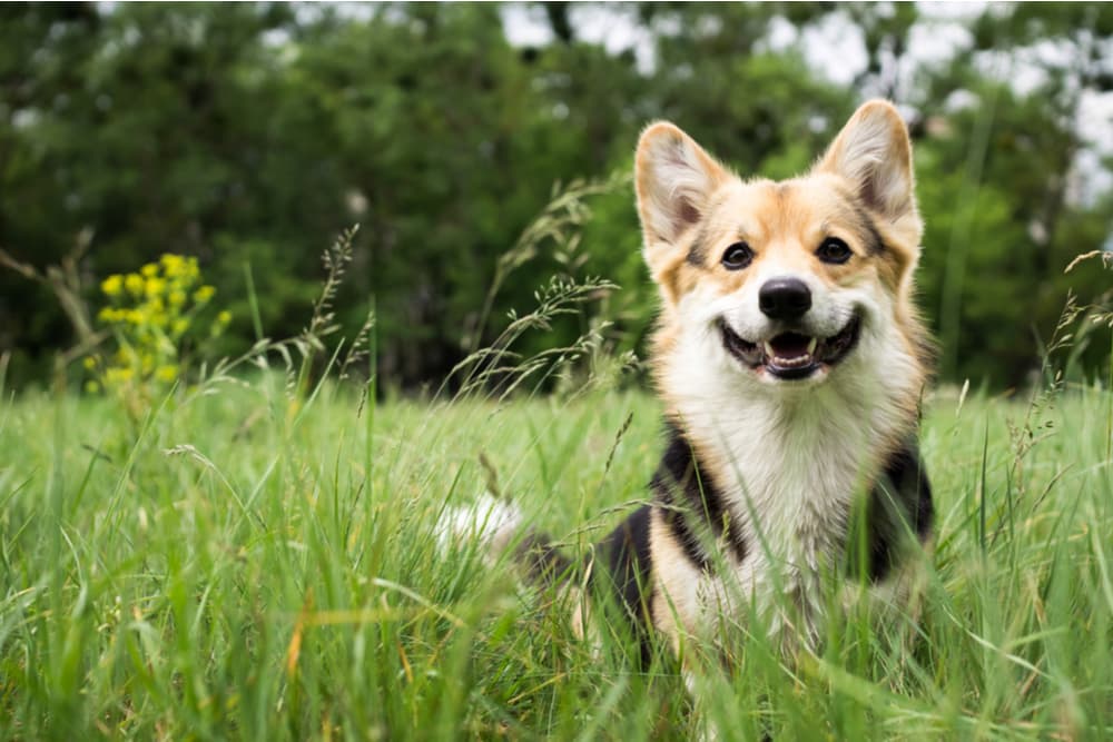 Welsh Corgi sitting smiling in the grass