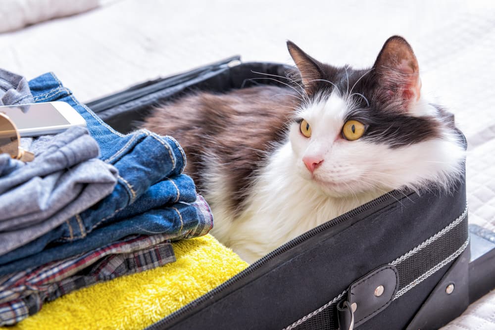 Cat hiding in a suitcase looking scared