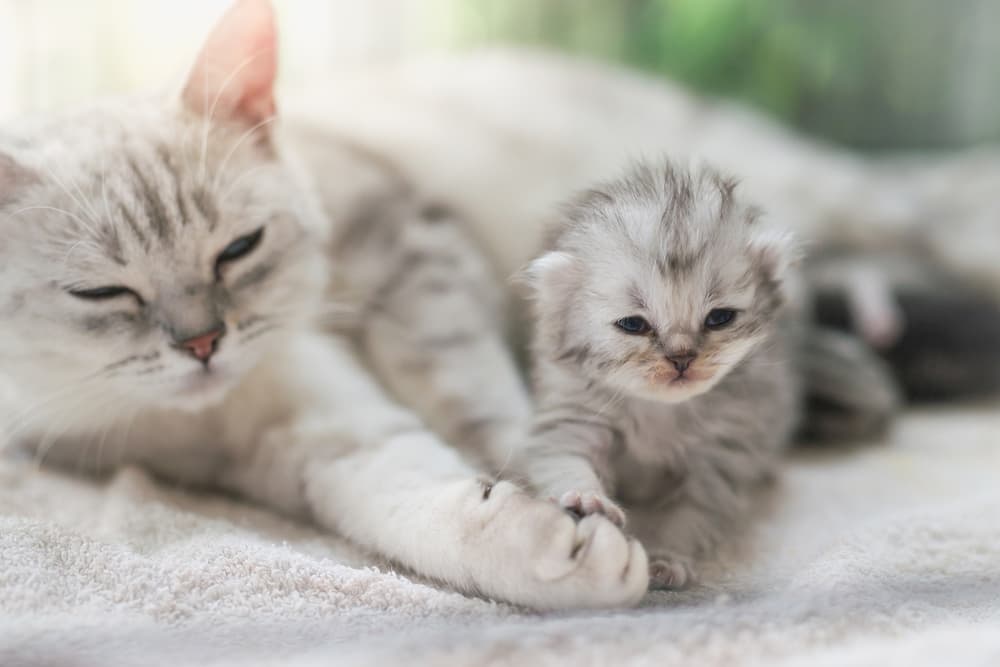 Momma cat with kitten