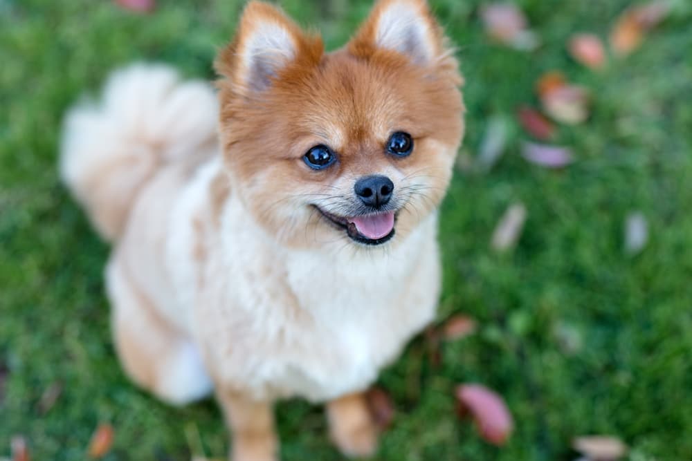 Praziquantel for Dogs