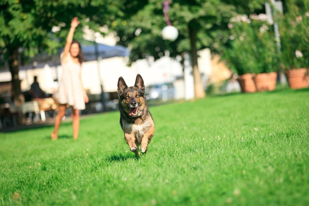 woman playing fetch with dog in park
