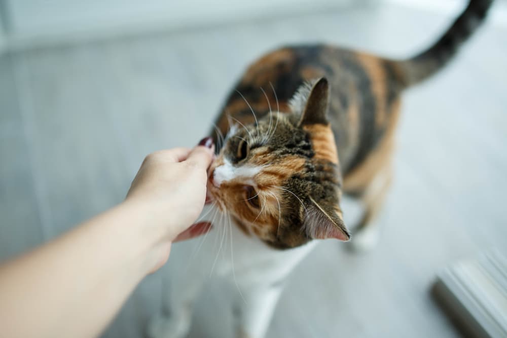 Cat sniffing hand