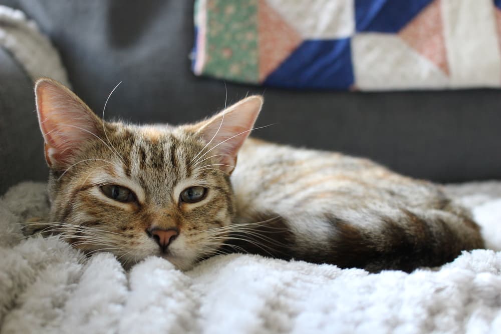 Cozy cat looking sad laying on a blanket on couch