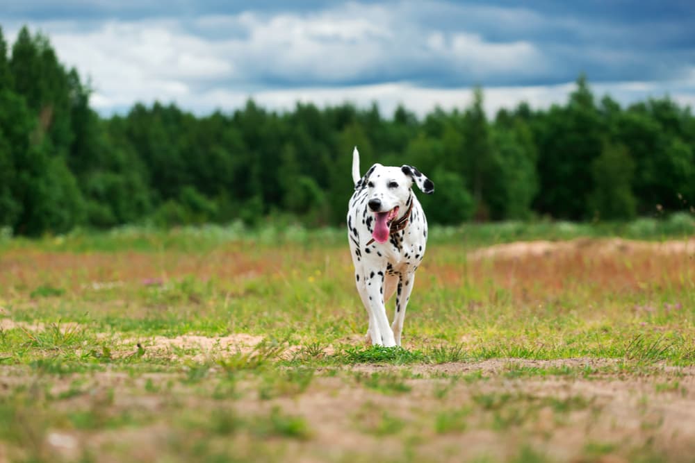 Dalmatian running in the park