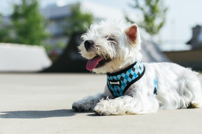 Westie laying down comfortably with harness