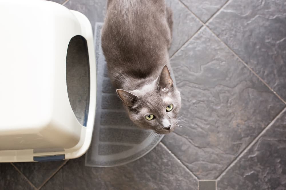 cat trying to use the litter box