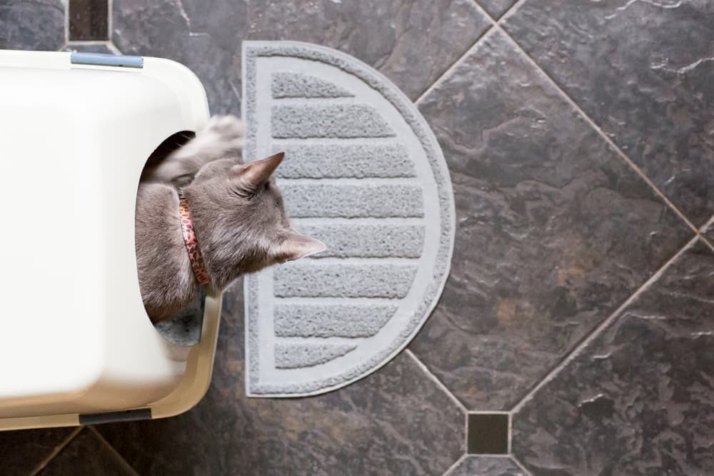 Cat using the litter box in house