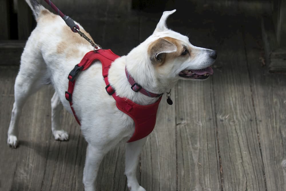 Happy jack russell dog wearing harness