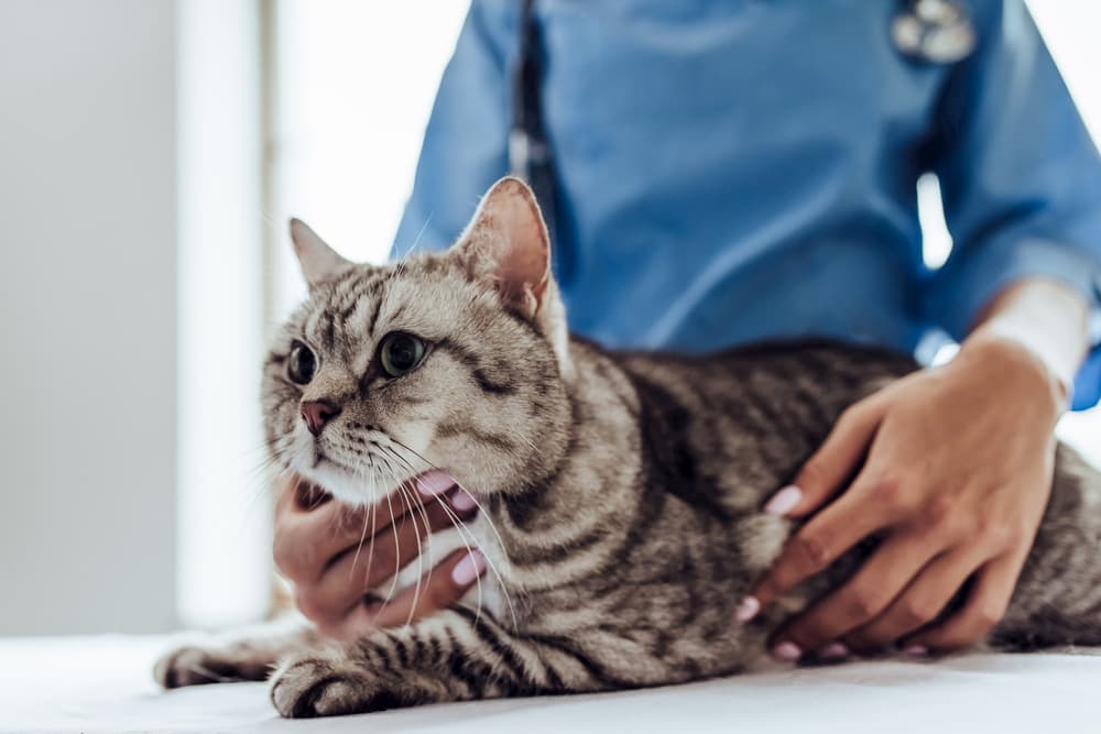 Cat having a physical exam at the vet