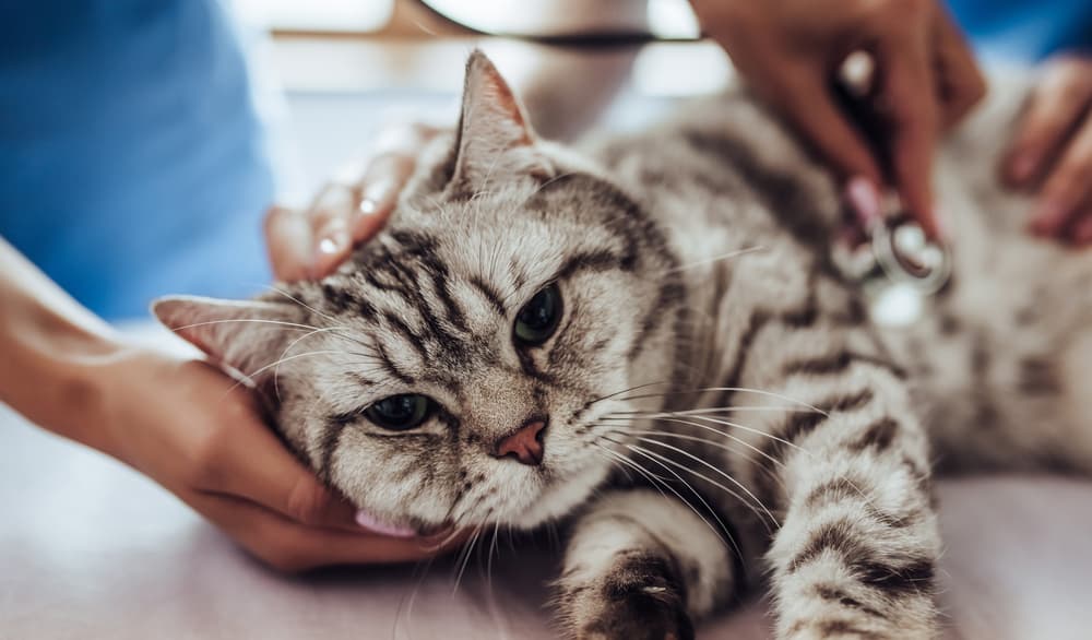 Cat at the veterinarian