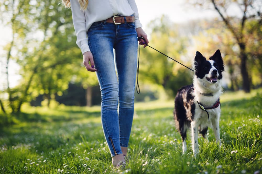 woman walking Border Collie