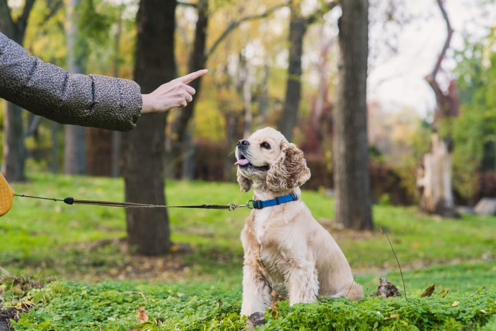 Woman training dog in park