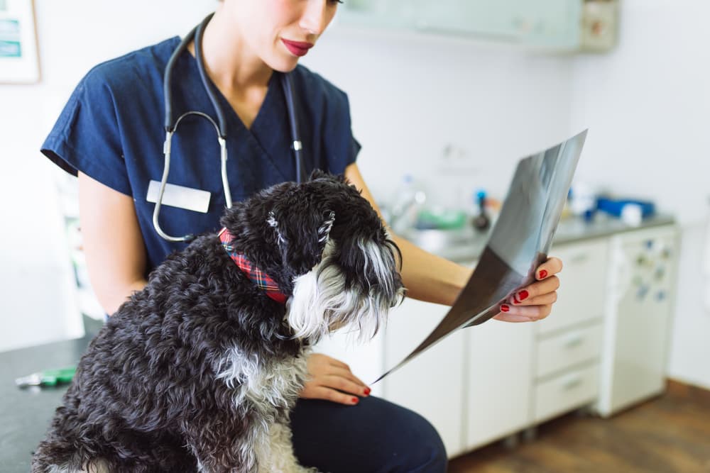 Vet looks at X-ray of dog
