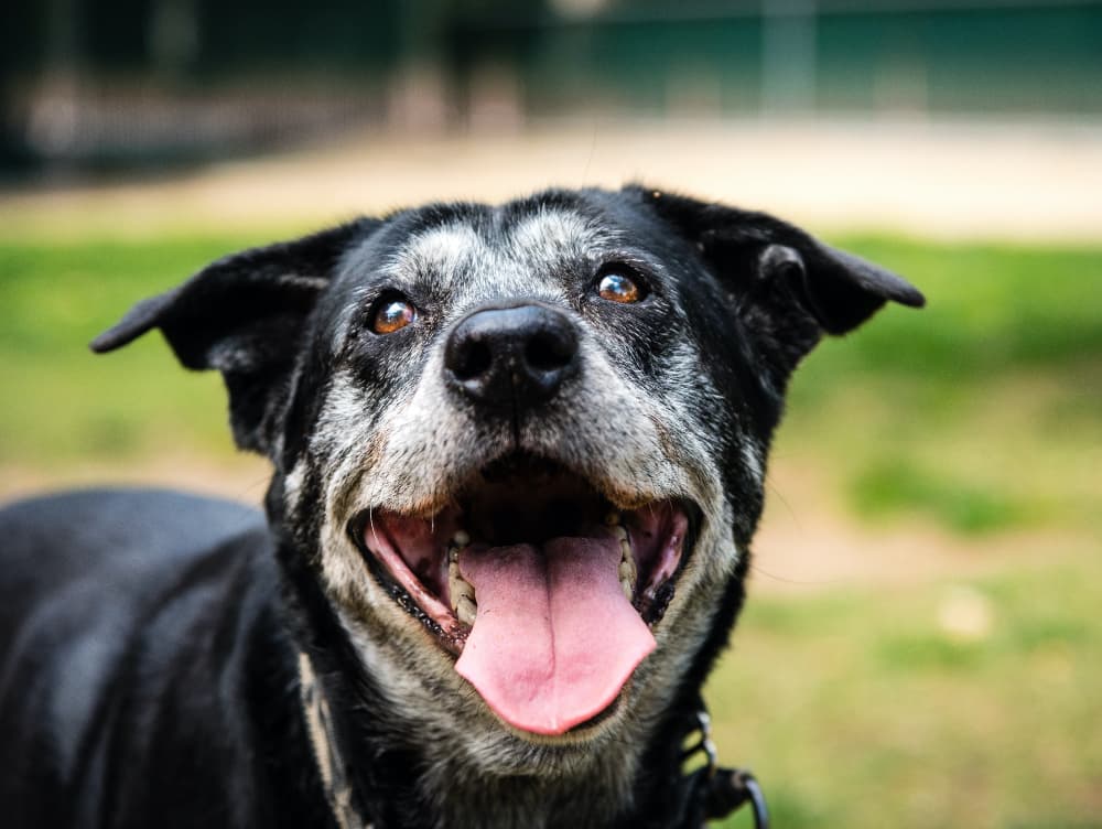 When Is a Dog Considered Senior?