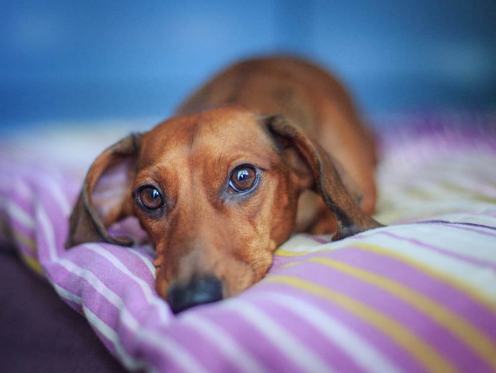 6 Causes of Back Pain in Dogs