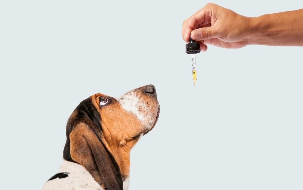 CBD Dosing 101: Determining What Your Pet Needs