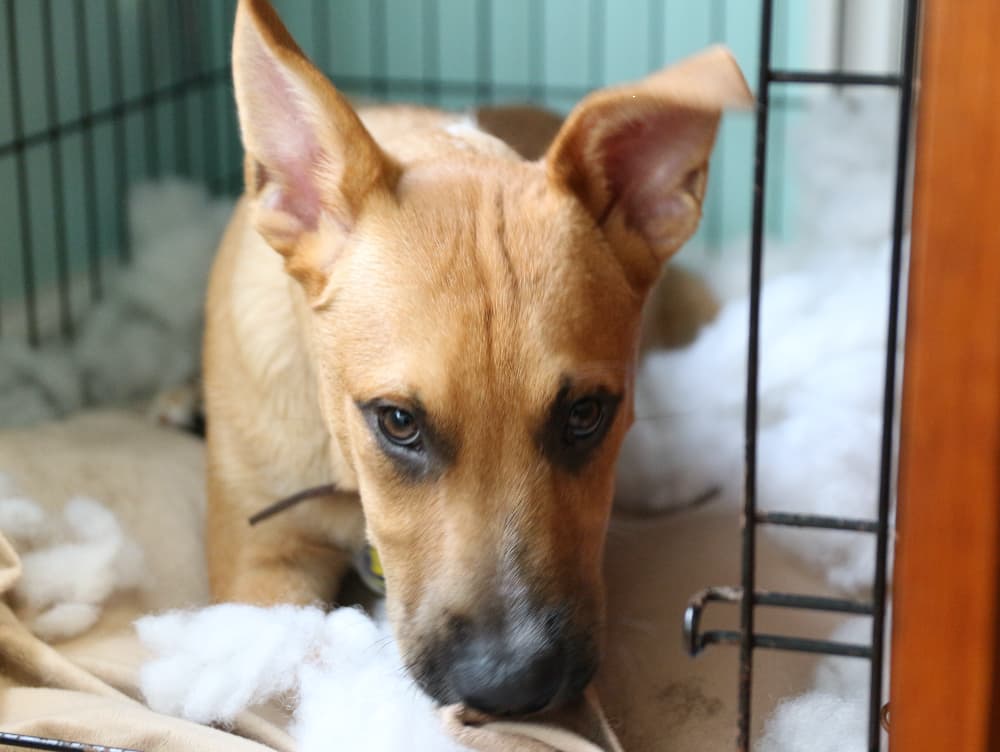 Dog Crates for Separation Anxiety: What to Look For