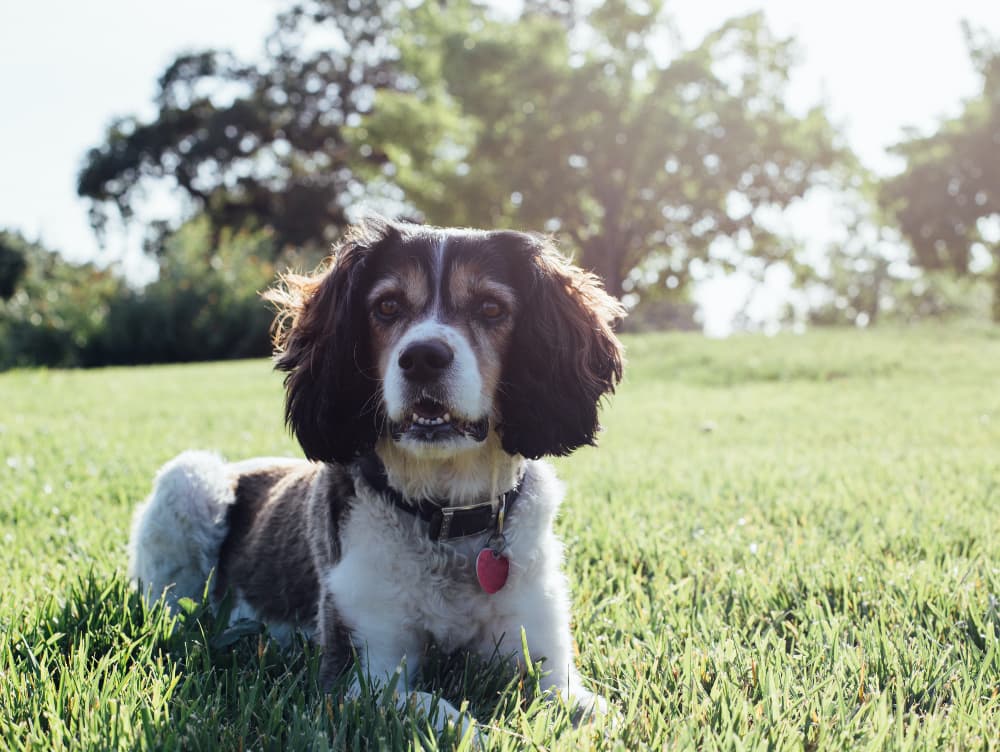 Inflammation in Dogs: Causes, Symptoms, and How to Help Inflammation in Dogs: Causes, Symptoms, and How to Help