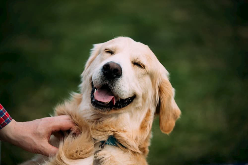 Happy healthy dog