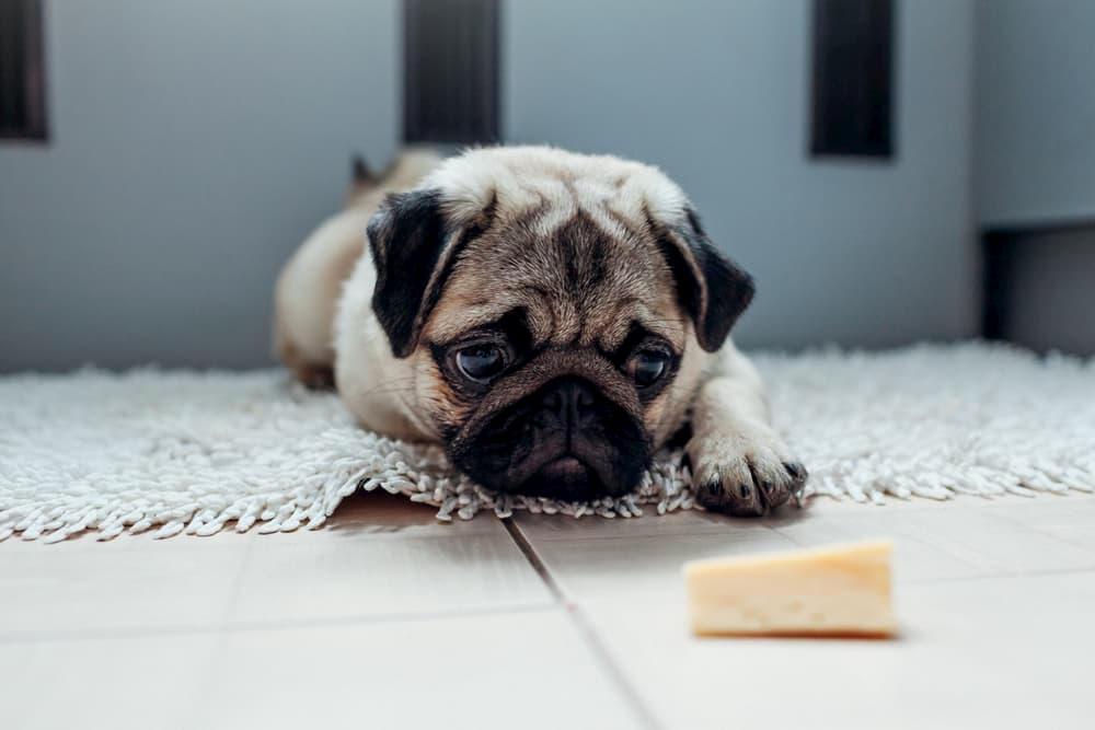 Dog looking at hunk of cheese on the floor