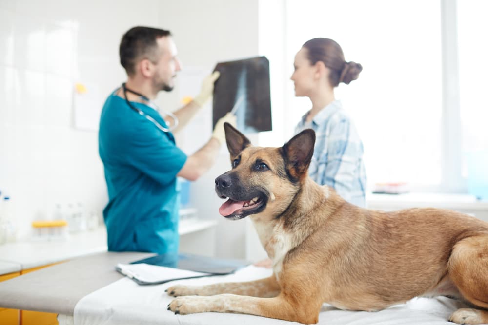 Dog X-Rays: Everything You Want to Know