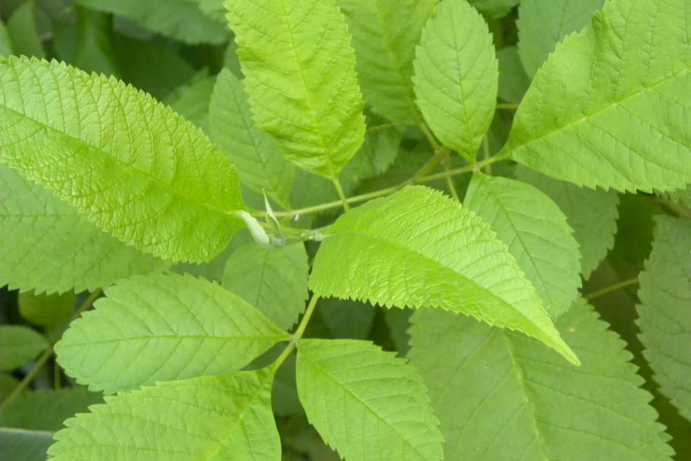 Slipper elm leaves