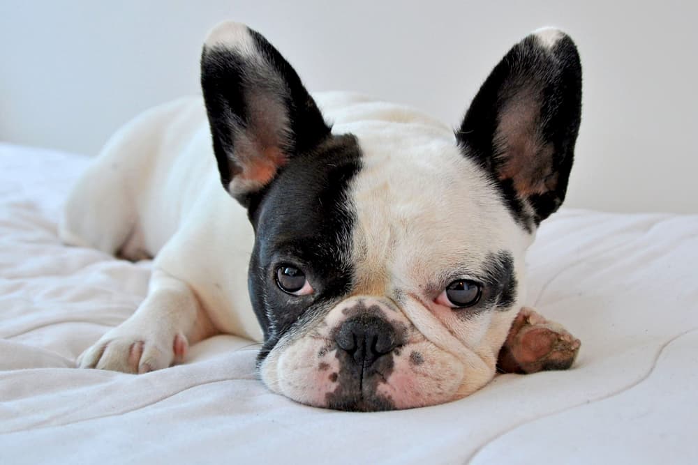 Dog looking up and cute laying on bed
