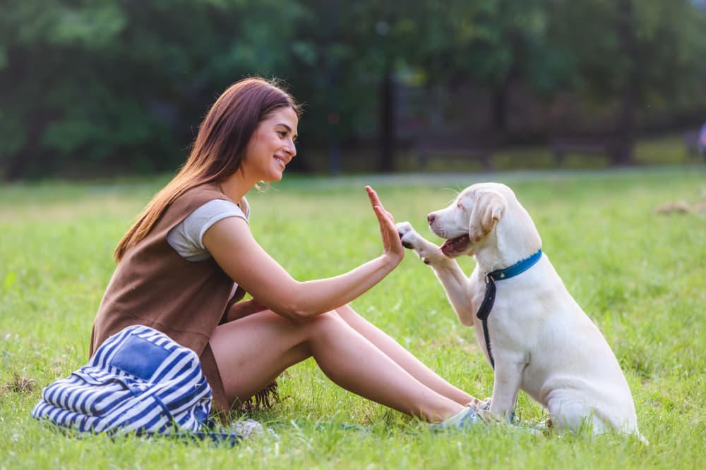 Woman training dog in park