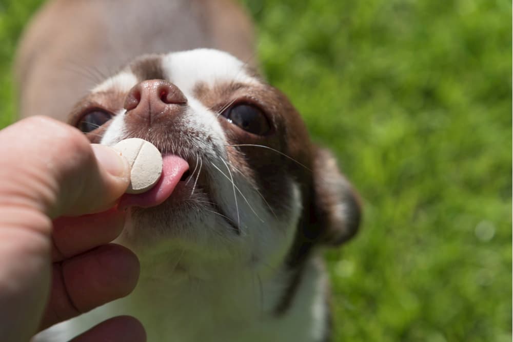 Dog eating a vitamin tablet