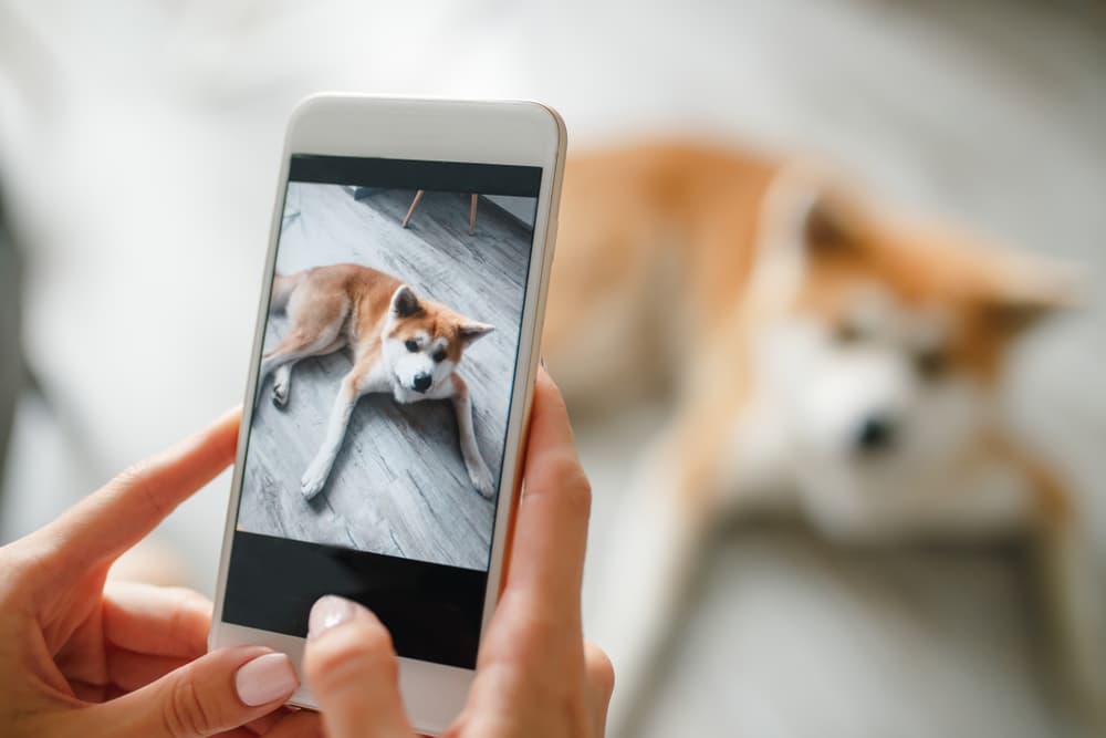 person taking picture of dog