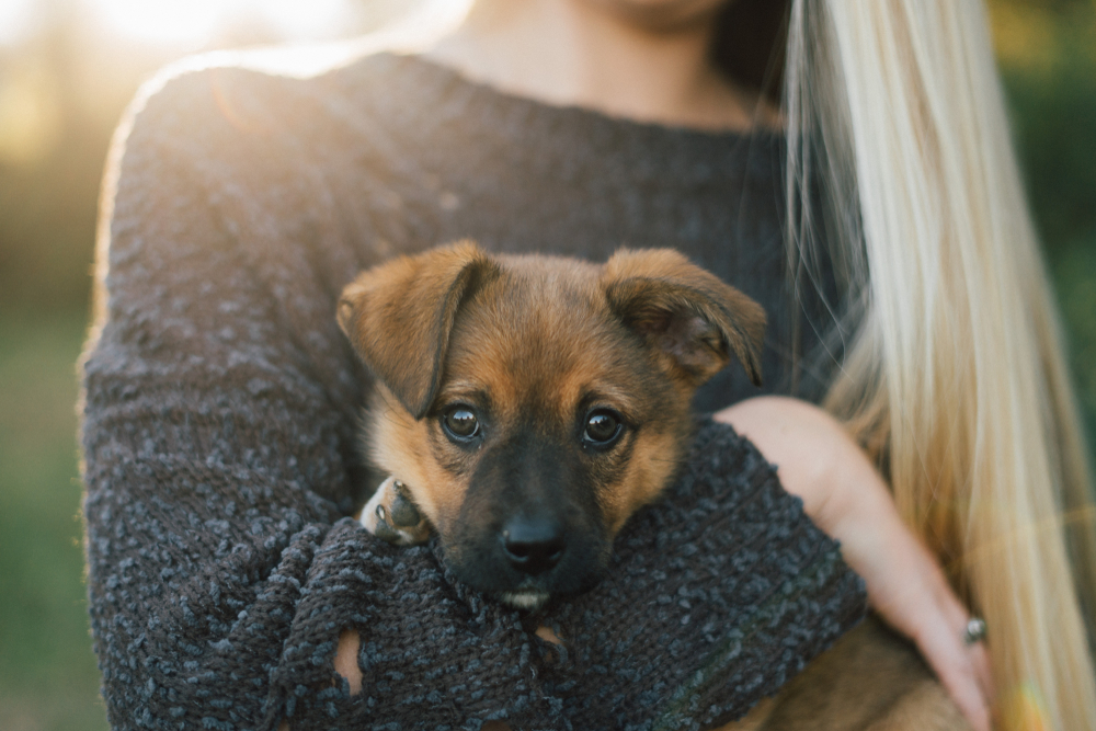 Dog DNA Test: Should You Try One?