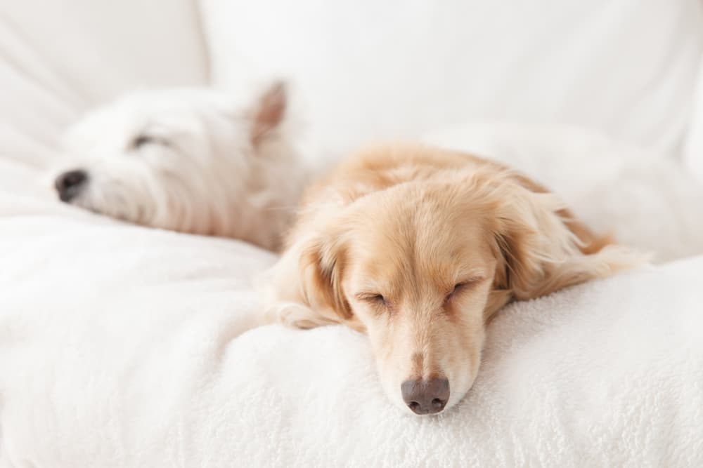 Why Do Dogs Sleep So Much? Why Do Dogs Sleep So Much?