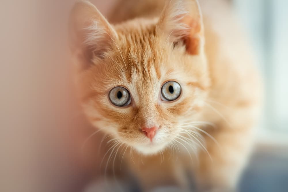 Keratitis in Cats