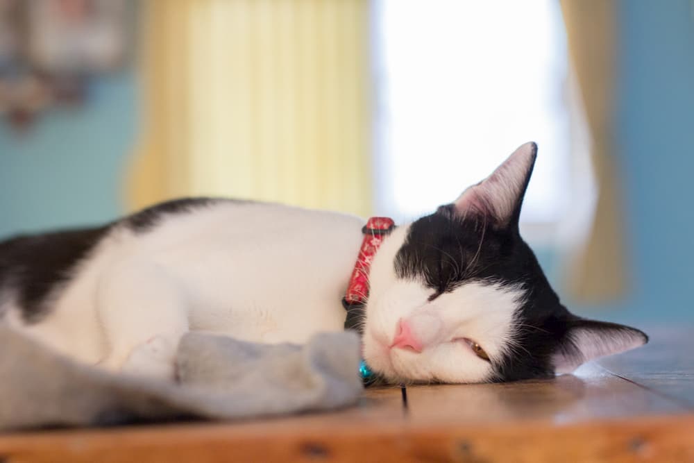 Lethargic cat laying on the floor