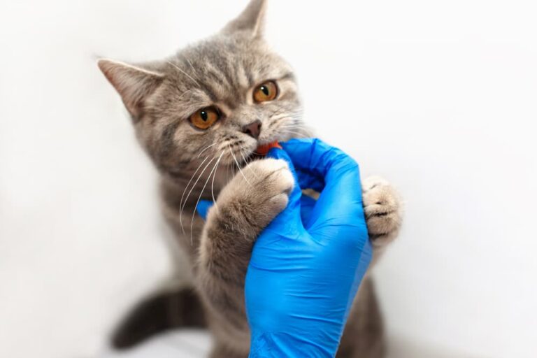 giving cat medication