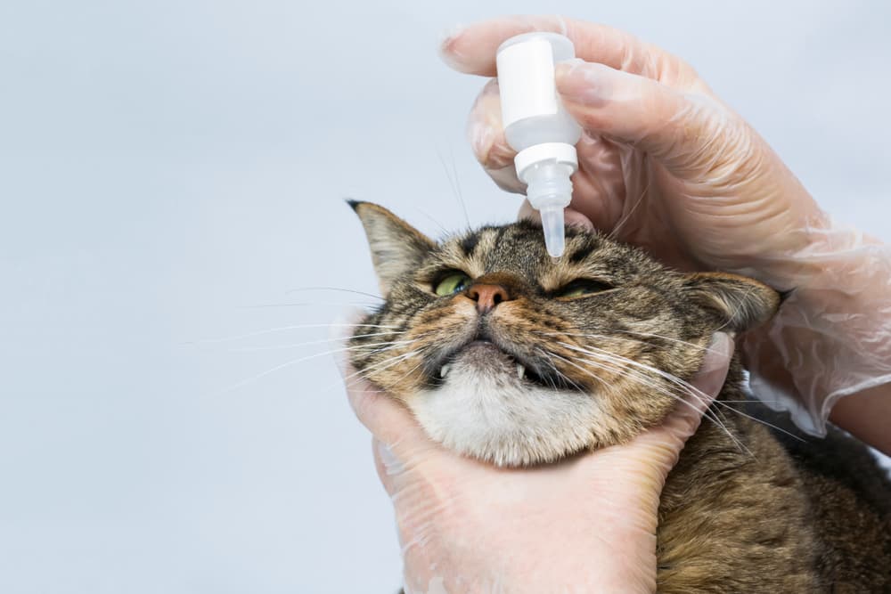 Giving cat eye drops