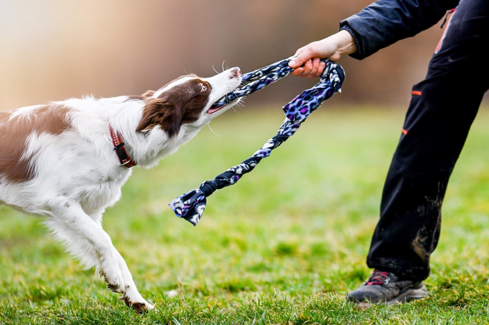 Woman playing tug with dog in yard